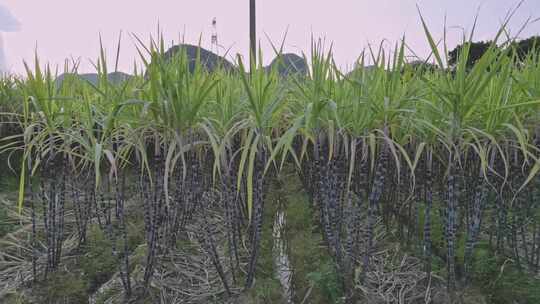 黑皮甘蔗果蔗种植基地