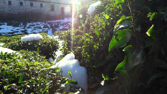 清晨，土耳其里泽传统石屋前的雪地茶园