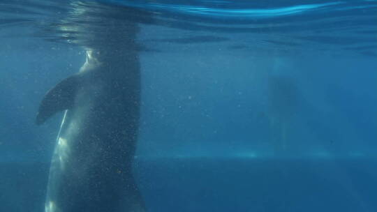 海豚在水下游泳的镜头