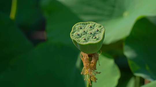 唯美荷塘荷花视频素材模板下载