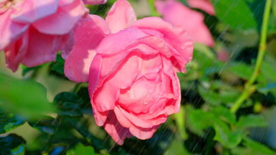 雨中的玫瑰花 月季花 鲜花 花朵