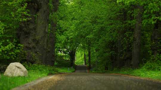 森林自驾行车自然环境