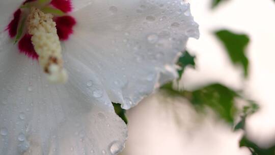 雨后盛开的木槿花7组镜头