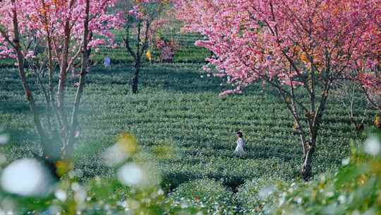 大理无量山樱花谷