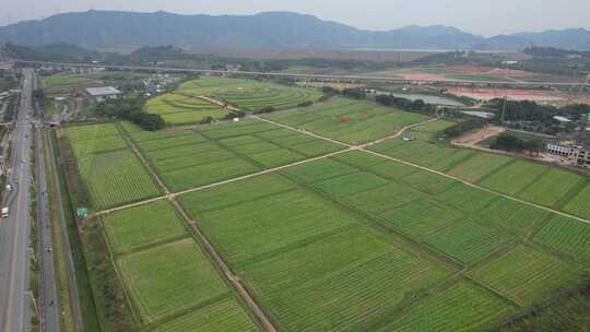 深圳光明小镇欢乐田园油菜花田