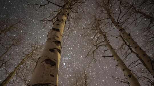 森林前景星空延时摄影