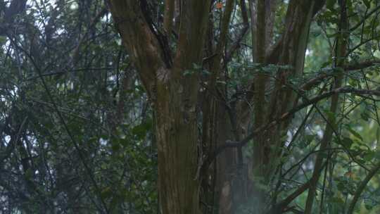 树干下雨雨滴雨水