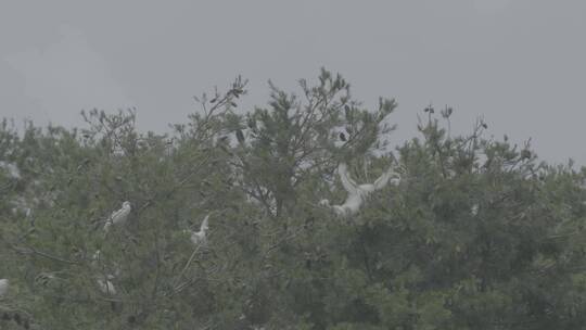 野生鸟类栖息的松树林长焦拍摄LOG