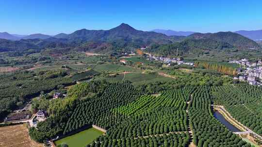 浙江杭州桂博园种植森林树木晴天航拍