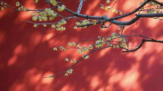 红墙腊梅特写