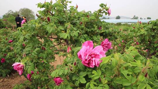 济南平阴芳蕾玫瑰种植基地视频素材模板下载