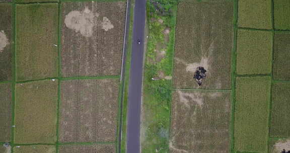 印度尼西亚巴厘岛农业稻田上空一辆踏板车的