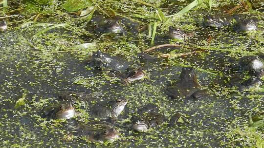 水池里的青蛙