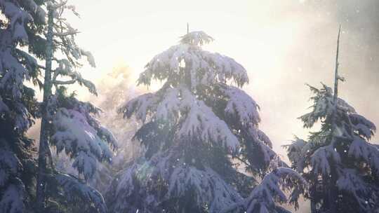 雪松雾凇雪景