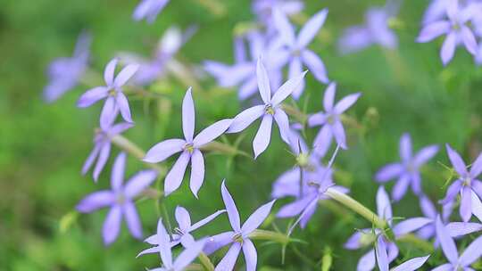 同瓣草，长星花特写，许士草，长冠花