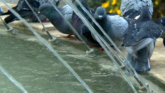 城市里的鸽子在喷泉里喝水
