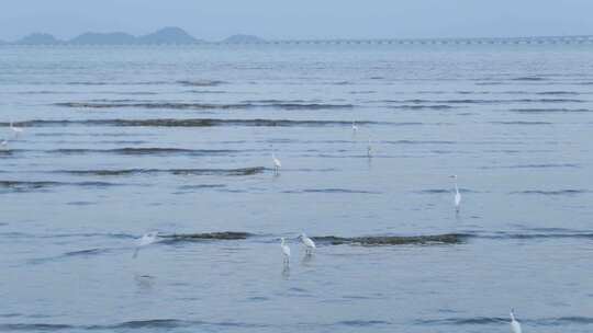 海边海鸥