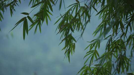 春天李花，竹林烟雨，乡村老屋