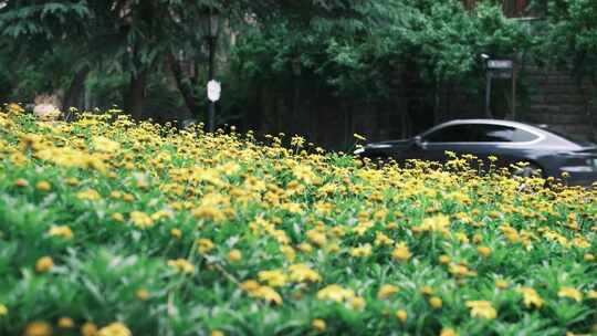 社区环境生态绿化