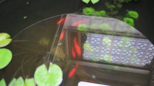 金鱼 水缸 固定镜头视频素材模板下载