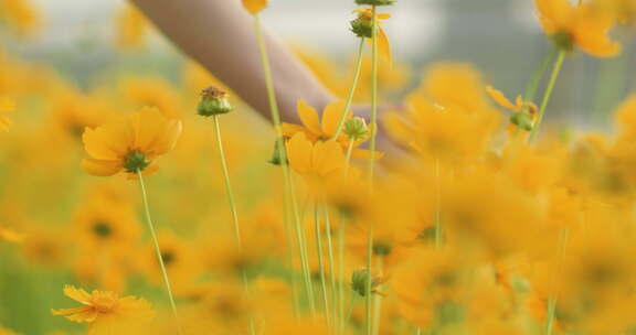 夏日阳光穿透花草手拂花朵