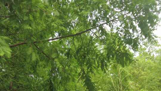 城市公园绿色植物花草实拍