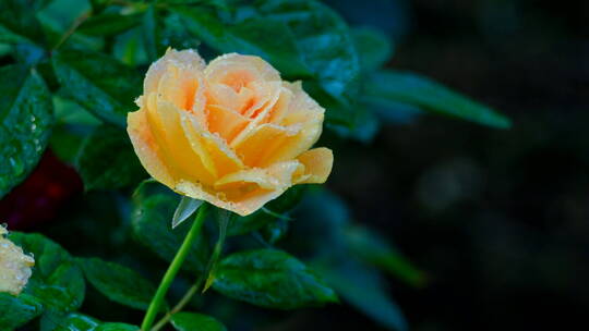 玫瑰花 月季花 鲜花 露水 春暖花开 情人节