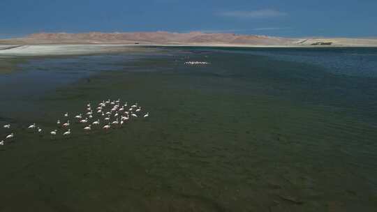 火烈鸟，泻湖，水，群