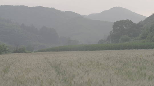 山区麦田广角拍摄LOG