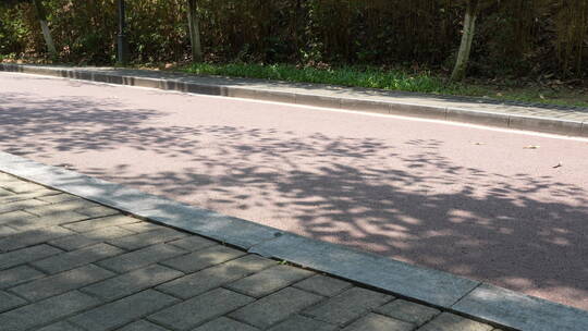 阳光下的林荫小路