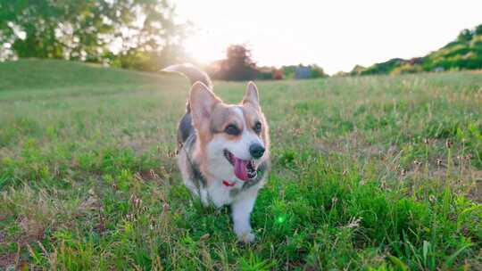 柯基犬，狗，宠物，犬