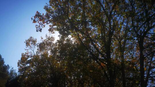 秋天 枫叶林 枯黄 树叶 阳光