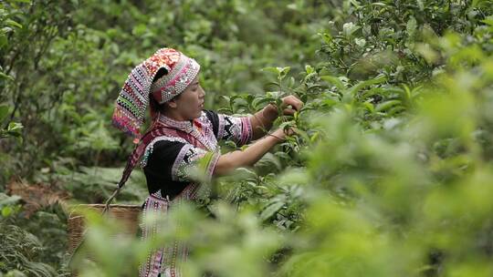 少数民族茶农茶园中采茶