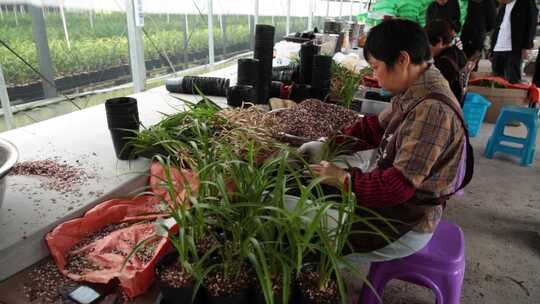 棠棣村兰花基地工人培育种植场景