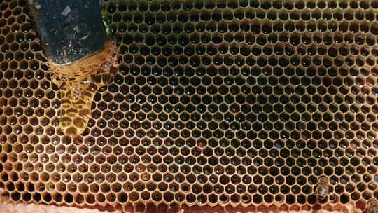 蜂巢，蜂巢，蜂蜜样品，蜜蜂