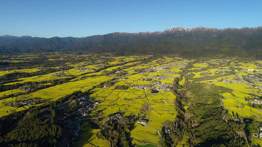 高山下的乡村金黄油菜花田