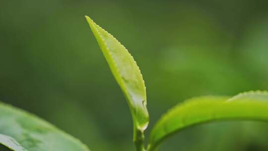 茶叶茶山茶园红茶绿茶春茶