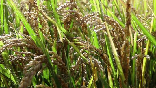 水稻升格 水稻成熟 秋季水稻