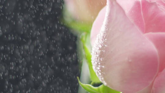 雨露洒落花瓣特写