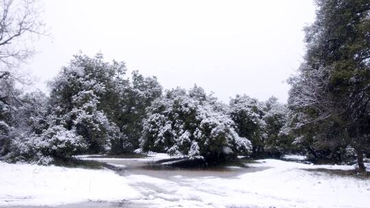 落雪，篱笆，树