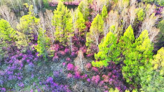 内蒙古达尔滨湖火山岩杜鹃花绽放