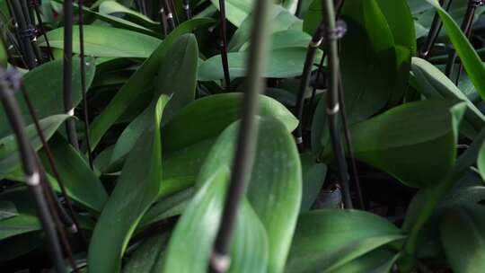 绿叶 叶脉 植物 自然 清新 绿色