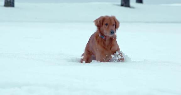 狗，金毛猎犬，玩耍，雪