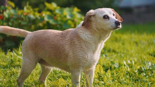 阳光明媚的一天，拉布拉多犬站在户外的草地