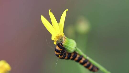 毛虫在花朵前觅食