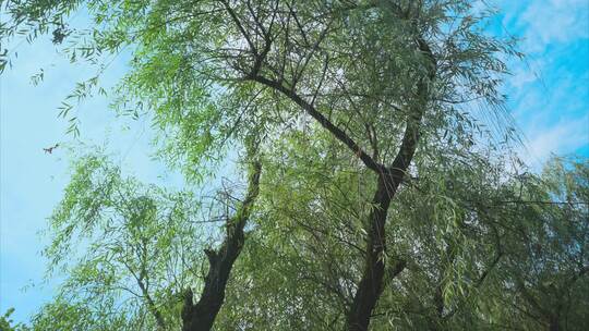 重庆公园夏日阳光蓝天空镜