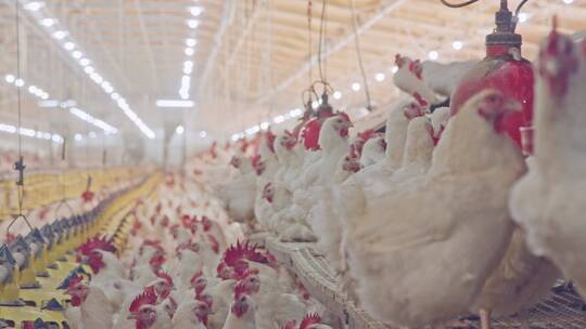 大型养鸡场产业三农鸡舍基地饲养养殖视频素材模板下载