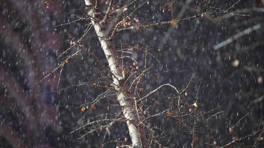 寒冬夜晚飘雪