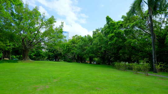 树林 森林 草坪 草地 绿地 榕树