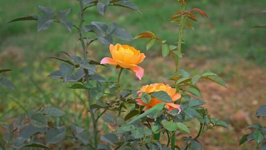 月季花朵花瓣黄花开放